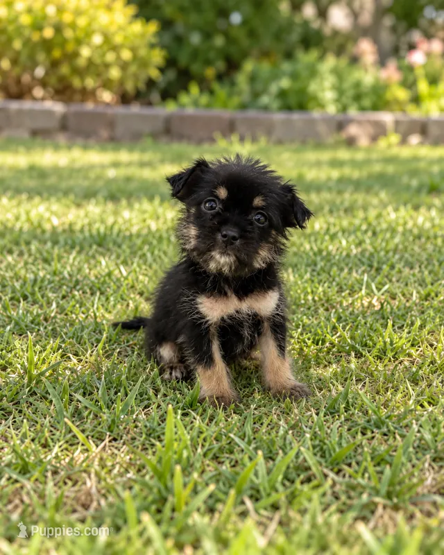 Benji – Morkie puppy for sale in Fort Myers, FL