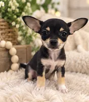 Princess, a female Chihuahua for sale in Fort Myers, FL – 2 of 2