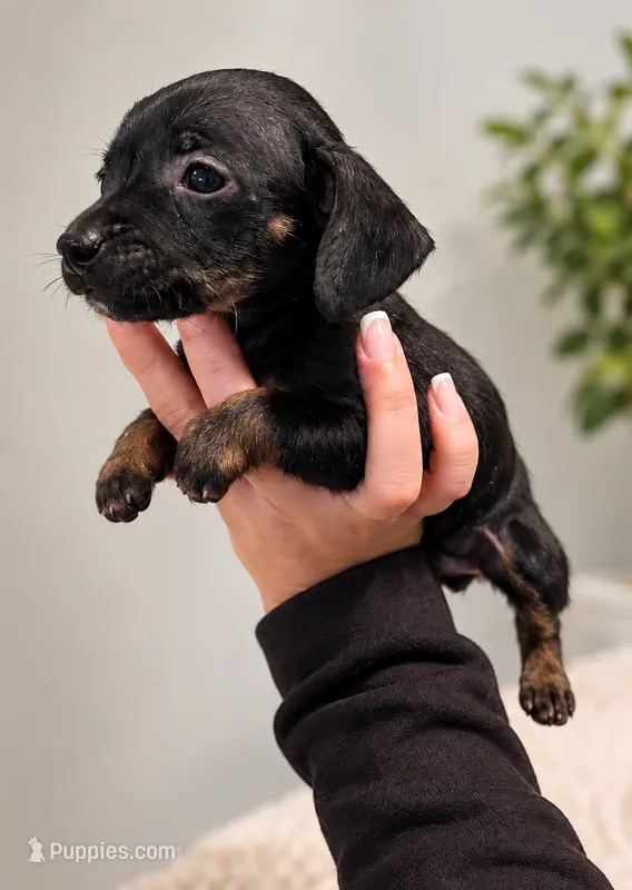 Thumper  – Chiweenie puppy for sale in Fort Myers, FL