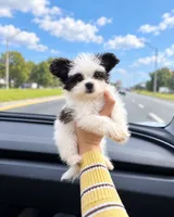 Benny, a male Yorkipoo for sale in Fort Myers, FL – 1 of 1