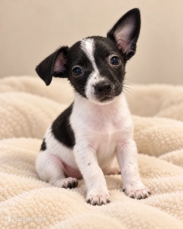 Tommy – Chiweenie puppy for sale in Fort Myers, FL