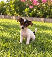 Tommy, a male Chihuahua for sale in Fort Myers, FL – 1 of 1