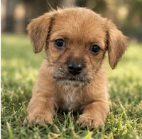 Lilly, a female Chihuahua and Maltese for sale in Fort Myers, FL – 2 of 2