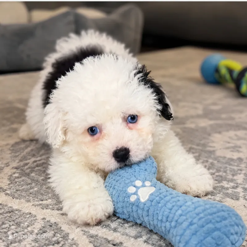 Bo – Shihpoo puppy for sale in Fort Myers, FL