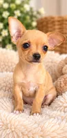 Nelson, a male Chihuahua for sale in Fort Myers, FL – 2 of 2