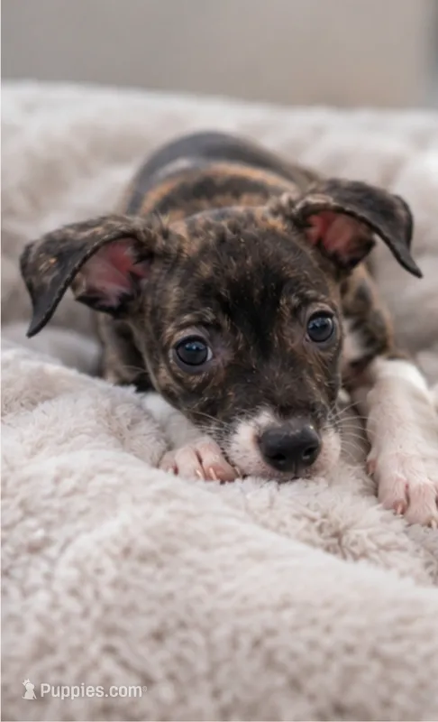 Jaxson – Chihuahua puppy for sale in Fort Myers, FL