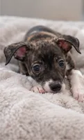 Jaxson, a male Chihuahua for sale in Fort Myers, FL – 1 of 2
