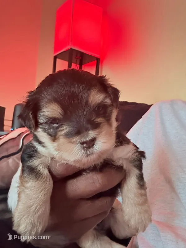 Benji – Morkie puppy for sale in Fort Myers, FL