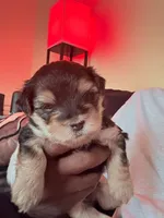 Benji, a male Morkie for sale in Fort Myers, FL – 1 of 1