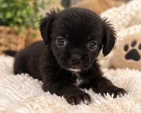 Midnight, a female Pomchi for sale in Fort Myers, FL – 1 of 2