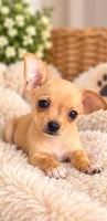 Nelson, a male Chihuahua for sale in Fort Myers, FL – 1 of 2