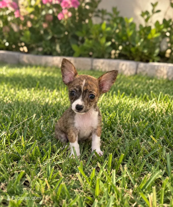 Lilly – Chihuahua puppy for sale in Fort Myers, FL