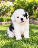 Betty, a female Shihpoo for sale in Fort Myers, FL – 2 of 3