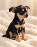 Cici, a female Chihuahua for sale in Fort Myers, FL – 2 of 2