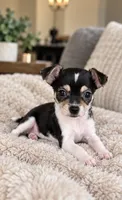 Sweety, a female Chihuahua for sale in Fort Myers, FL – 1 of 2