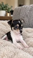 Sweety, a female Chihuahua for sale in Fort Myers, FL – 2 of 2