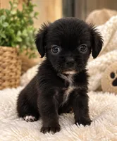 Midnight, a female Pomchi for sale in Fort Myers, FL – 2 of 2