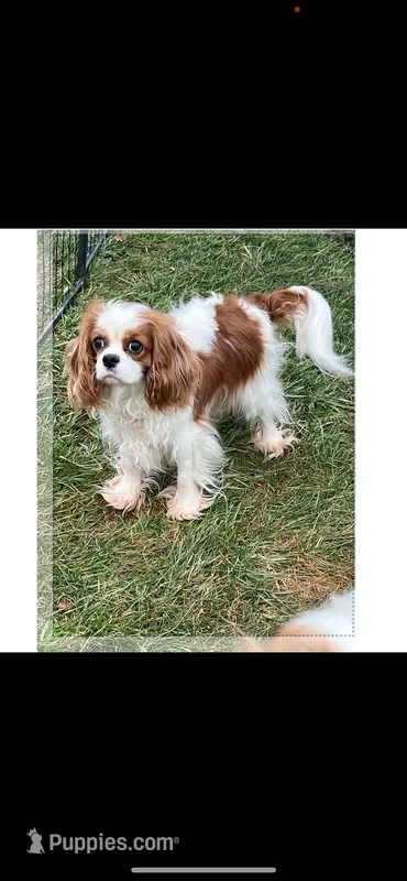 Akc/ofa spayed 4yr old Cavalier king charles – Cavalier King Charles Spaniel puppy for sale in Danville, PA