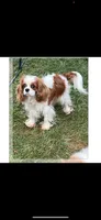Akc/ofa spayed 4yr old Cavalier king charles, a female Cavalier King Charles Spaniel for sale in Danville, PA – 1 of 1
