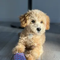 Trained Peanut, a male Cockapoo for sale in Durham, NC – Photo 8 of 8