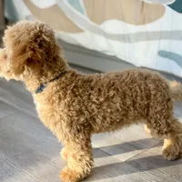 Trained Peanut, a male Cockapoo for sale in Durham, NC – Photo 3 of 8