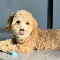 Trained Peanut, a male Cockapoo for sale in Durham, NC – Photo 5 of 8