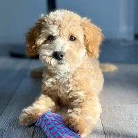 Trained Peanut, a male Cockapoo for sale in Durham, NC – Photo 7 of 8