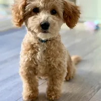 Trained Peanut, a male Cockapoo for sale in Durham, NC – Photo 2 of 8