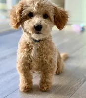 processed/c4b465fa-7184-4209-aec8-380f2bc9ac6a/listing/00d7fdb3-9fe0-4d1c-9a9c-8f135201527d/a55cf905-ddad-45f0-97bf-e6d9ef0aefab