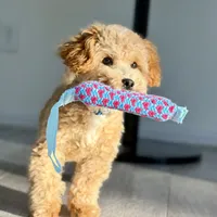 Trained Peanut, a male Cockapoo for sale in Durham, NC – Photo 1 of 8