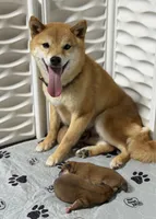 AKC petite red male, a male Shiba Inu for sale in Durham, NC – 8 of 9