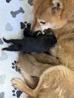 Katsumi’s black/tan male, a male Shiba Inu for sale in Durham, NC – 7 of 10