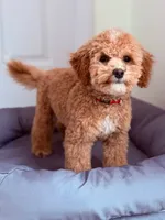 processed/c4b465fa-7184-4209-aec8-380f2bc9ac6a/listing/0677df11-c2de-486e-aac0-872f881a89ae/3a7a7262-196a-4d15-a209-7214b3147c6a