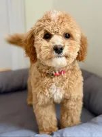 processed/c4b465fa-7184-4209-aec8-380f2bc9ac6a/listing/0677df11-c2de-486e-aac0-872f881a89ae/4d9e506d-cc67-4b9f-a345-b341be2a979d