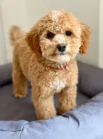 processed/c4b465fa-7184-4209-aec8-380f2bc9ac6a/listing/0677df11-c2de-486e-aac0-872f881a89ae/b934cdd4-b032-4e74-aa57-ffba57a899ac