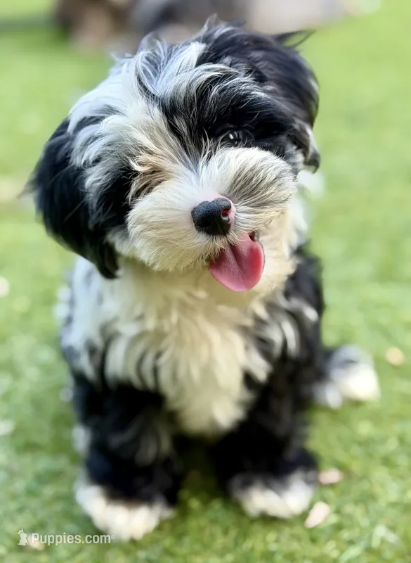 Trained Percy – Schnoodle puppy for sale in Durham, NC