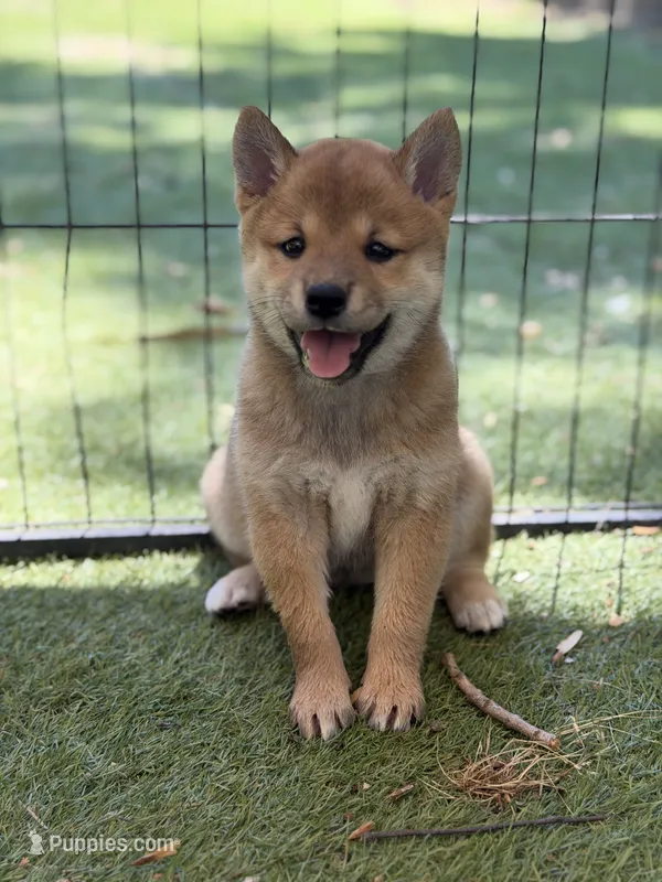 Foxy’s red female – Shiba Inu puppy for sale in Durham, NC