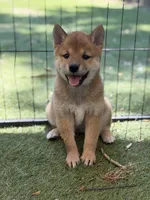 Foxy’s red female, a female Shiba Inu for sale in Durham, NC – 1 of 1