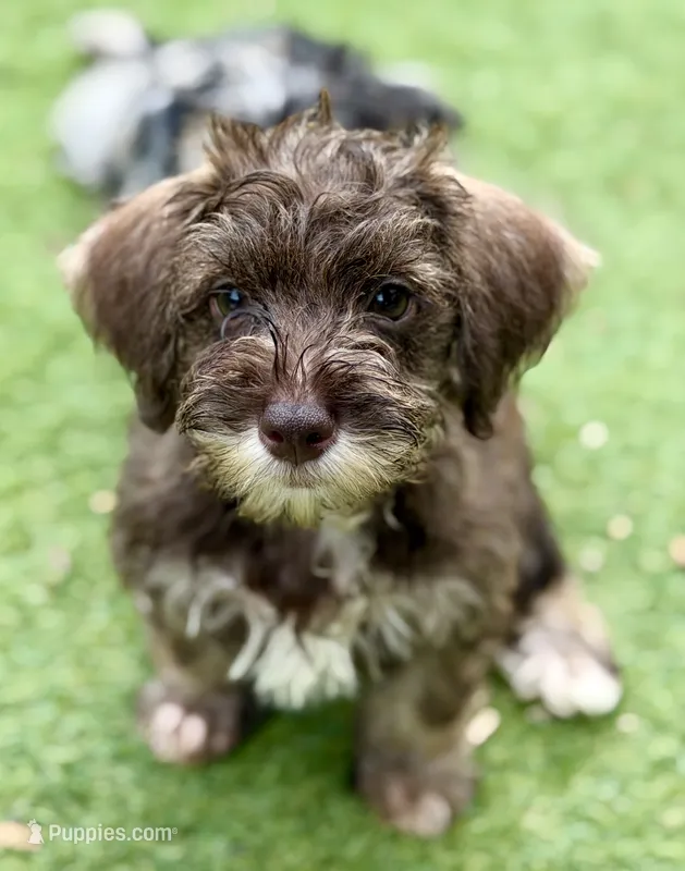 Trained Thalia – Schnoodle puppy for sale in Durham, NC