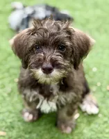 Trained Thalia, a female Schnoodle for sale in Durham, NC – 1 of 4
