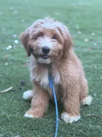 Trained Apollo, a male Miniature Aussiedoodle for sale in Durham, NC – 4 of 4