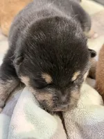 Katsumi’s black/tan male, a male Shiba Inu for sale in Durham, NC – 9 of 10