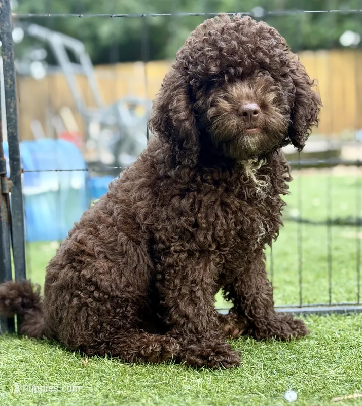 Trained Grover – Cockapoo puppy for sale in Durham, NC
