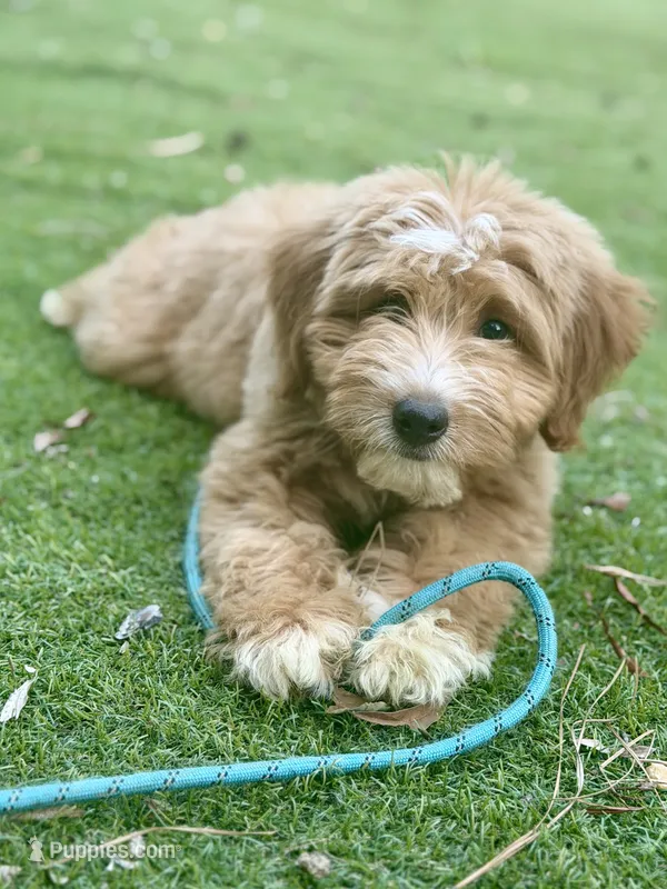 Trained Apollo – Miniature Aussiedoodle puppy for sale in Durham, NC