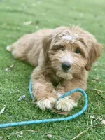 Trained Apollo, a male Miniature Aussiedoodle for sale in Durham, NC – 1 of 4