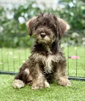 Trained Thalia, a female Schnoodle for sale in Durham, NC – 4 of 4