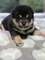 Katsumi’s black/tan male, a male Shiba Inu for sale in Durham, NC – 5 of 10