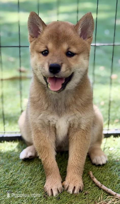 Foxy’s red female – Shiba Inu puppy for sale in Durham, NC