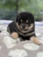 Katsumi’s black/tan male, a male Shiba Inu for sale in Durham, NC – 4 of 10