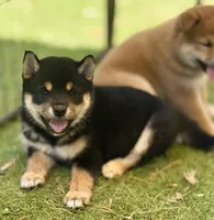 Katsumi’s black/tan male, a male Shiba Inu for sale in Durham, NC – 1 of 10